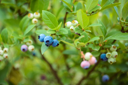蓝莓花园里的灌木。不同程度的成熟浆果