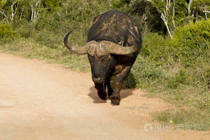 年轻非洲水牛沿着尘土飞扬的石子路走