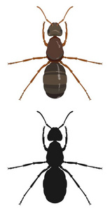 蚂蚁 彩色图像和轮廓。矢量图