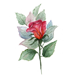 红玫瑰在白色背景上的一个分支。水彩插图