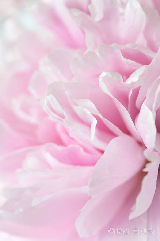 美丽的粉红色牡丹花卉背景