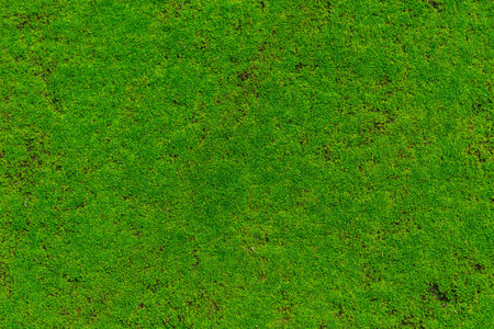 绿色苔藓，苔藓植物盖石湿湿在雨林里