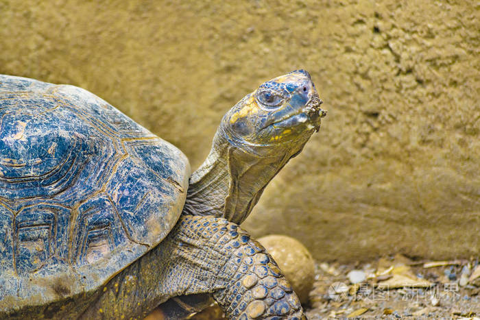 在动物园附近起观龟