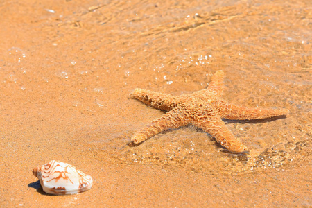 海星和壳牌在海上岸