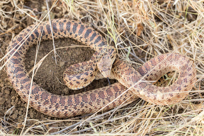在防御姿态的太平洋 gopher 蛇 (pituophis catenifer catenifer)