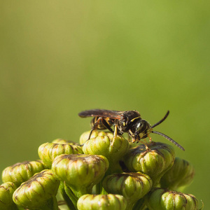 黄蜂吃虫子图片