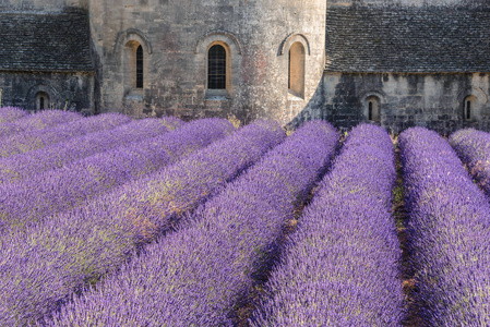 Senanque 修道院与薰衣草花田，普罗旺斯法国
