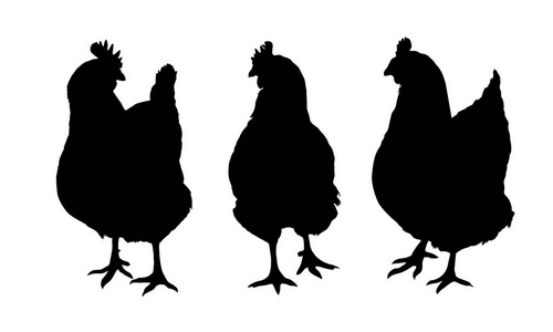 三个黑色的轮廓，母鸡和小鸡啄站立和走路套上白色的背景孤立矢量