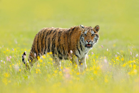 粉老虎老虎在粉红色和黄色的花照片