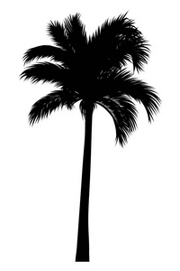 热带棕榈剪影