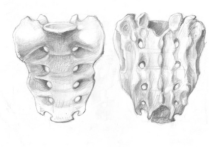 骶骨骨双视图