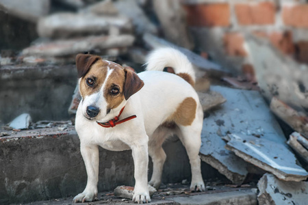 A 狗杰克罗素梗犬站在台阶上被毁坏的大厦。旧砖的背景墙上