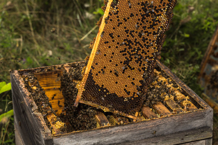蜂窝的蜂蜜完全排除非常老的蜂巢