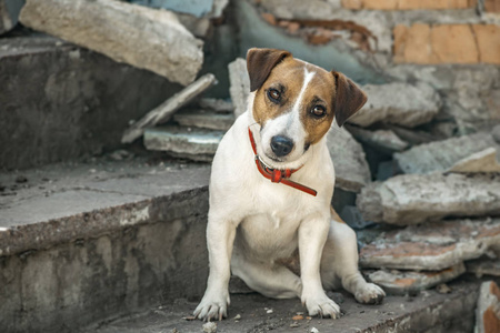一只狗坐在台阶上的杰克罗素梗犬摧毁建筑。旧砖的背景墙上