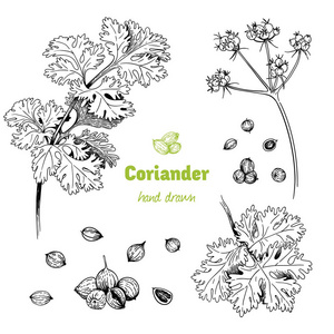 香菜植物，花，叶和种子矢量手绘插画