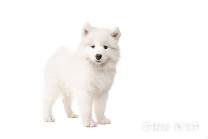 从侧面看着相机孤立在白色背景上的可爱站白色萨摩耶小狗照片 正版商用图片0u63xs 摄图新视界