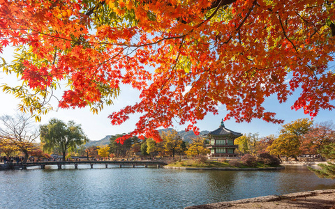 槭树与湖在景福宫，首尔，韩国 K