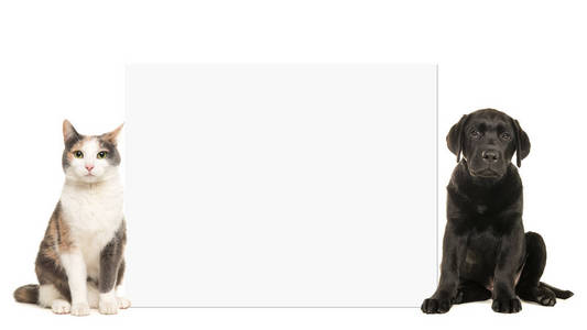 成年猫和黑色拉布拉多小狗坐在白色的空板边为文本空间隔离在白色背景上
