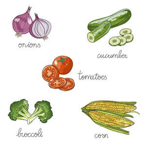 孤立的一整套手绘制的蔬菜 西兰花 玉米 洋葱 t