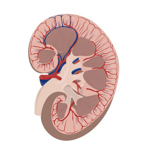 泌尿系统解剖学和生理学图片