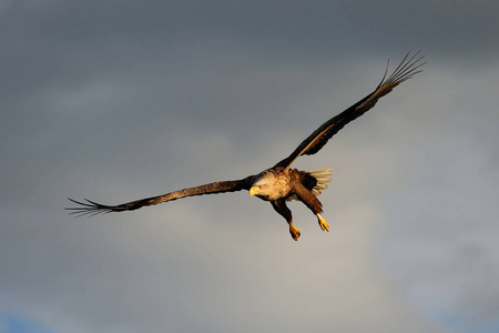 白尾的鹰飞在天空中照片
