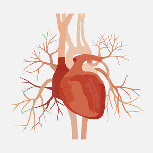 人体解剖学的心，心，医学科学，心房