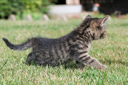 小猫的草地上玩耍