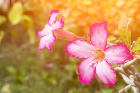 热带花卉粉红色夹竹桃沙漠玫瑰