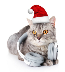 圣诞老人帽子的那只猫