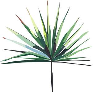 美丽尖端绿色热带可爱精彩夏威夷花卉草药夏枝的棕榈矢量图