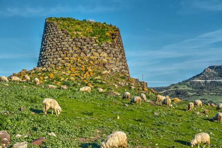 Nuraghe 和群羊在春天