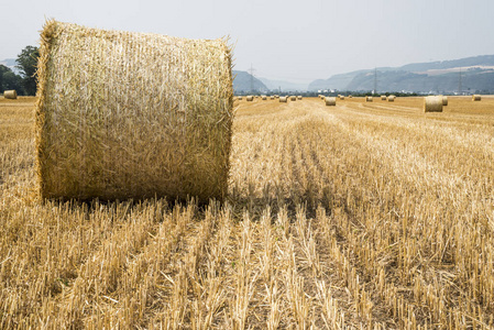 在夏天德国附近 Andernach 收获用稻草场农业