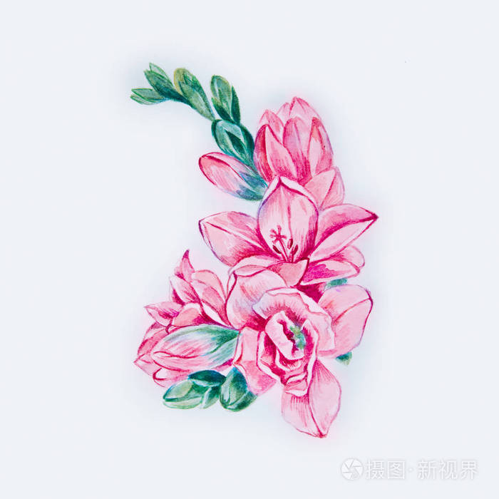 美丽的红色小苍兰花白色背景上的素描