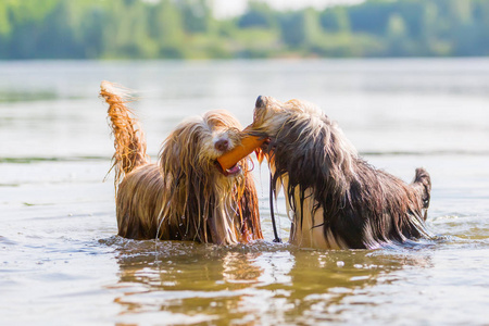 两个大胡子牧羊犬在湖玩