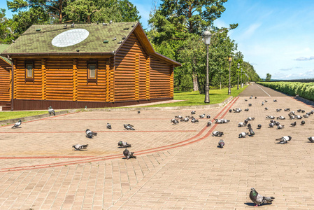 纯种鸽子近木鸽舍和在基辅附近的 Mezhyhirya 的石头平台