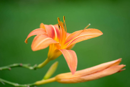 黄花菜花选择性焦点宏