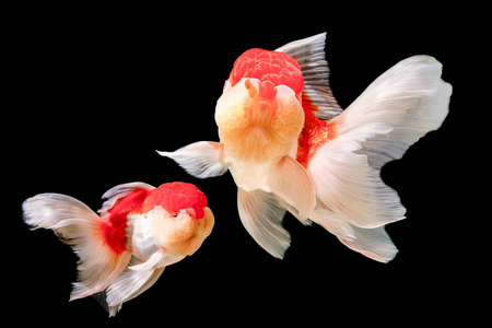 金鱼,一个黑色的背景照片