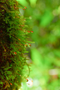 苔藓和液滴在野外