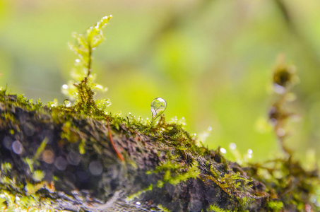 苔藓和液滴在野外