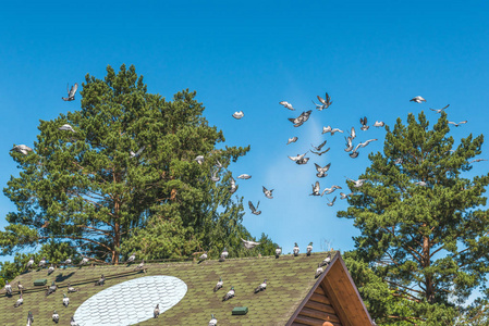 纯种的鸽子被派去飞行。鸽子光圆的鸽棚屋顶上的里程碑
