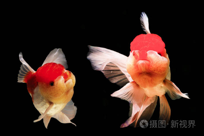 两条金鱼在一起在美丽的黑色背景