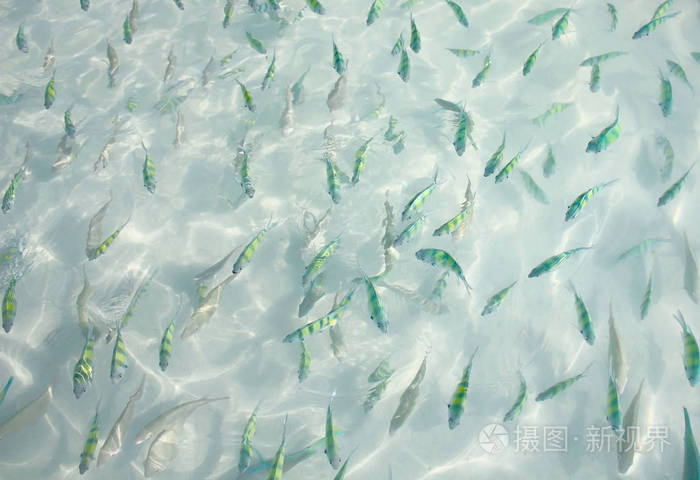 浅透明清澈的海水水从顶视图有很多鱼在泰国普吉岛潘文凯岛