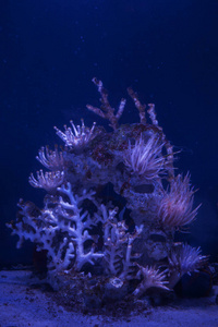 美丽的珊瑚水下