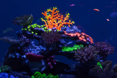 在水之下的五彩的珊瑚图片