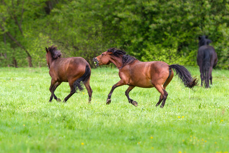 奔跑的牛群图片