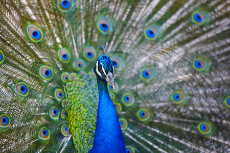 动物孔雀开屏图片
