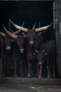 四安科莱跳舞牛从谷仓凝望着图片