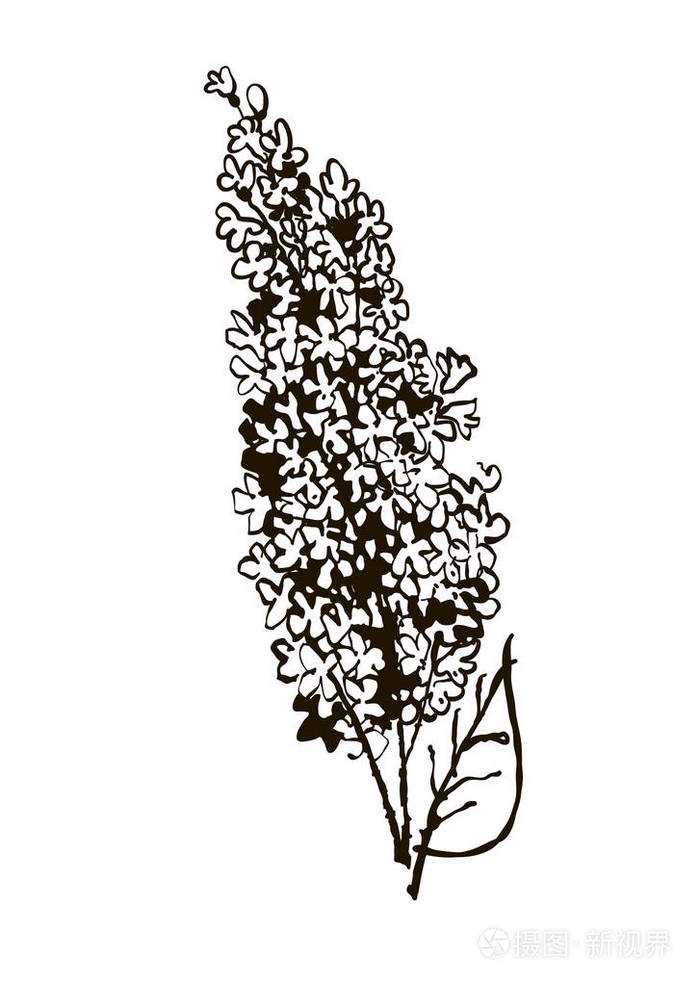 手绘丁香-孤立的春天矢量图的分支.您的设计的元素.白色背景