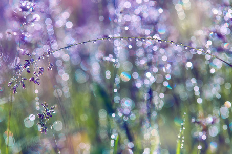 雨后植物滴。早晨的阳光和美丽的粉红色