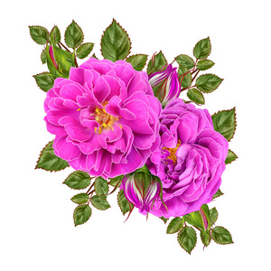 花组成。一束明亮的粉红色，小玫瑰，绿叶，芽。白色背景上孤立